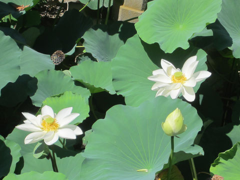 蓮の花ってどうしてこんなに美しいのでしょう。源氏の方の池なので白。光を浴びて発光しているように見える^^絵に描きたい