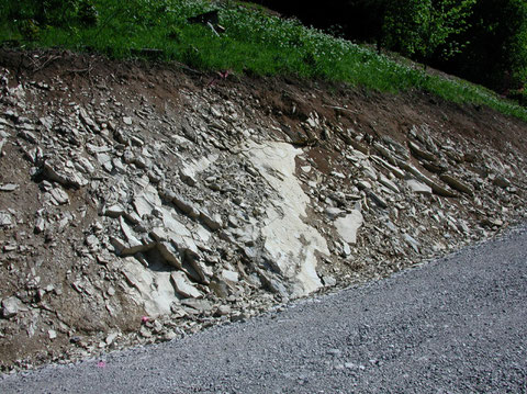 Bad Häring, oberer Weg zum Mergelbruch: "Unterer Zementmergel" mit diverser Bivalven- und Gastropodenfauna, unter Anderem mit Aporrhais haeringensis und Vermetus gracilis (Photo Heyng, Mai 2007)