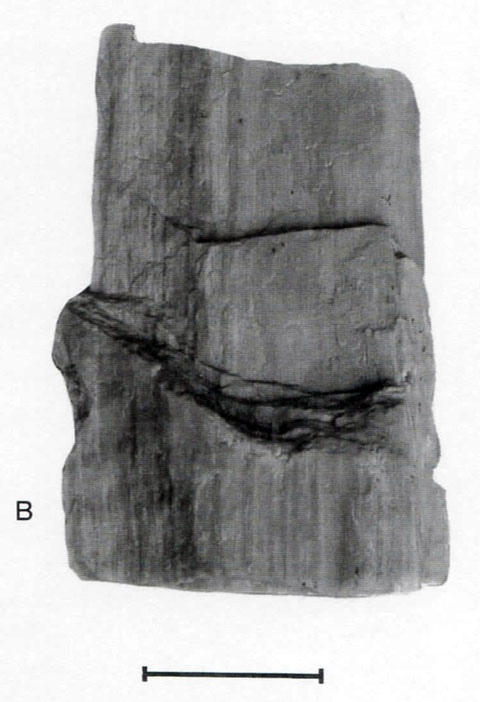 Fig. B (= W 30): Castanoxylon zonatum SELM. Radialer Anbruch mit vertikalen, bei der Fossilisierung entstandenen Farbzonen.