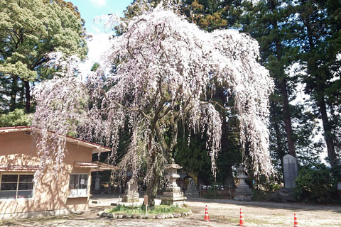 見事な花を咲かせた枝垂桜