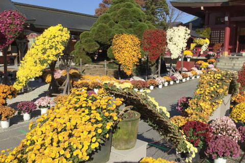 笠間稲荷神社を彩る数々の菊