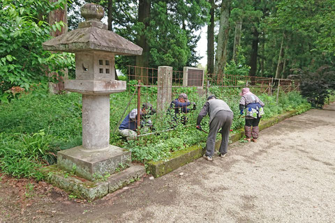 神社参道に植栽したドーム菊と懸崖菊の周りの草取り