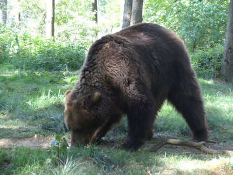 Anholter Bärenwald