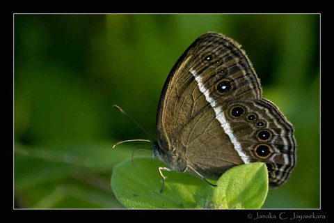 Natur Sri Lanka