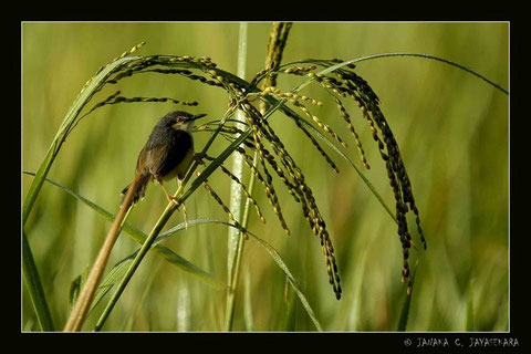 Natur Sri Lanka