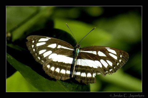 Natur Sri Lanka