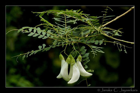 Natur Sri Lanka