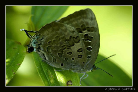 Natur Sri Lanka