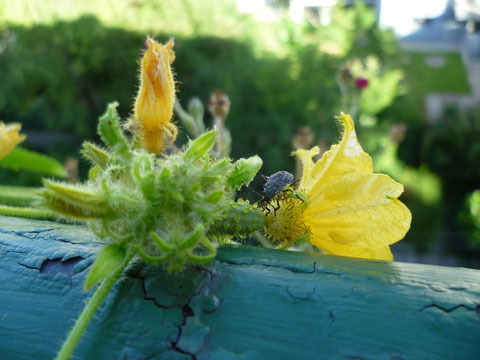 Blüte