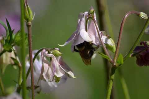 Hummel und Akelei