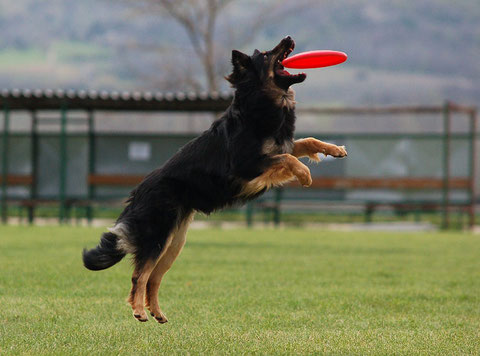 Benjo beim Frisbee spielen...