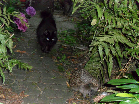 Igel mit Aufpasserin