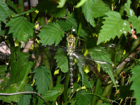 She was born in our garden in summer 2013 - sedge hawker