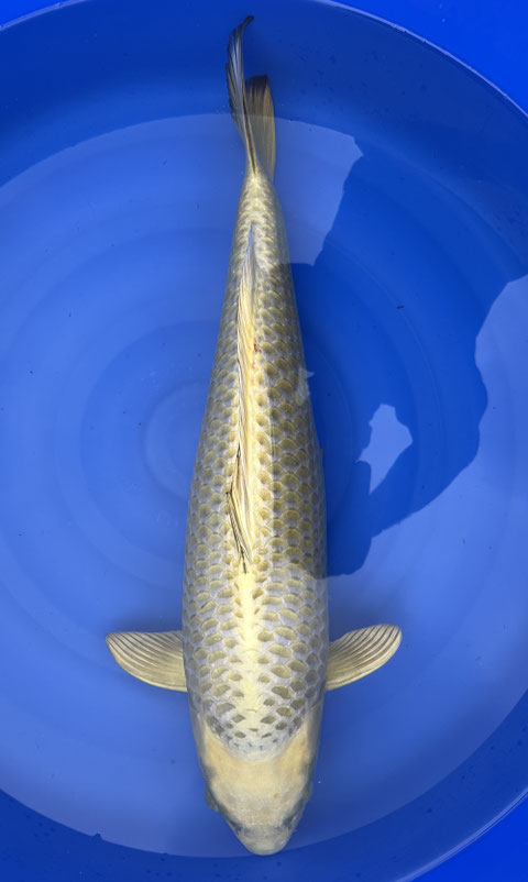 Marusei Mukashi, 67 cm, female, Preis 370 Euro
