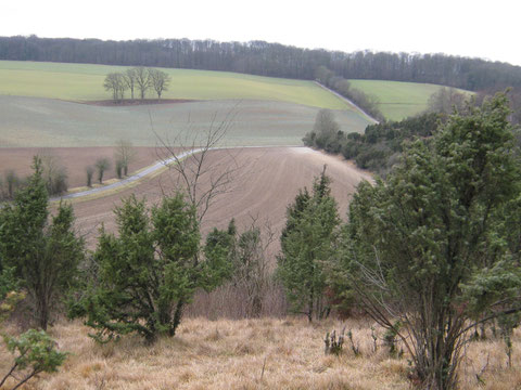 coteaux calcaires, pelouses calcicoles du larris de Bouchon