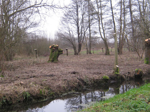 Taille des saules, marais St Gilles d'Abbeville.