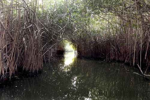 Aspecto actual de los manglares en la laguna de Potosí. Foto: Carlos Cisneros