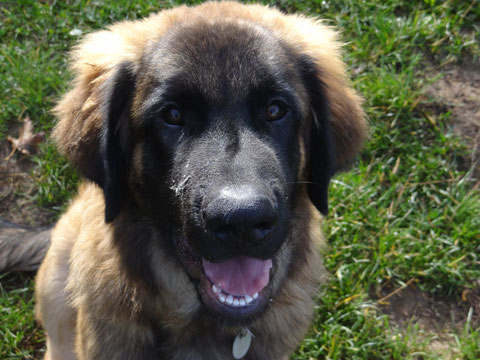 Duke
