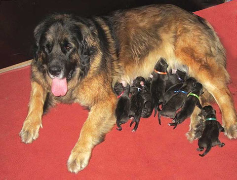 Bella mit ihren D-Wurf Babys in der ersten Woche