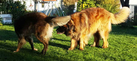 Daisy und Hannes