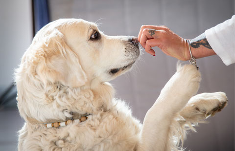 tiergestützte Therapie Therapiehund