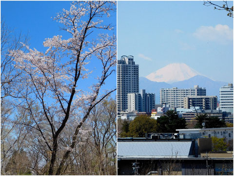府中の名山浅間山の桜と富士山
