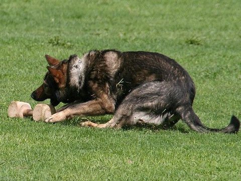 Falko vom Zäschkenhof