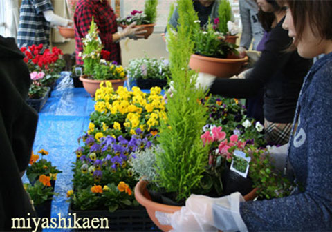 生産直売の宮子花園は、真冬の寒い時期でも元気に花を咲かせるクリスマスの寄せ植え教室を１０月中旬から年末まで開催いたします。