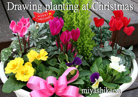 宮子花園のクリスマスの寄せ植えは、ご予算に合わせてお作りいたします。