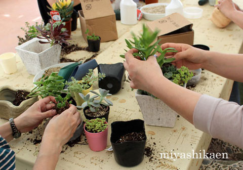 多肉植物の寄せ植えは、小さなプランターに小さな多肉植物を寄せ植えします。場所をとらずに出来ますので、室内で寄せ植え出来ます。