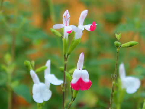 宮子花園では、観賞用のハーブ苗の中でも花が咲いている期間が長く、丈夫で育てやすいチェリーセージホットリップスを販売しています。