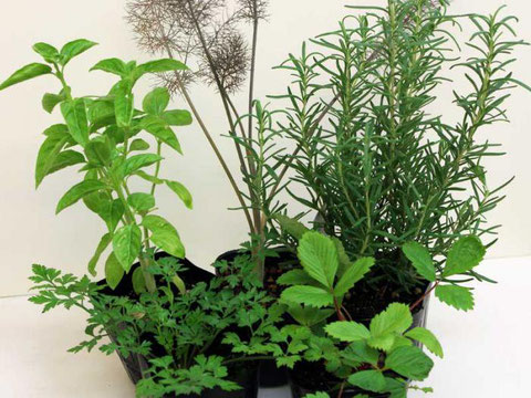 鉢植えでも庭植えでも、どんな場所でもそだってくれるハーブ苗は、あなたの生活に潤いと安らぎをもたらしてくれます。
