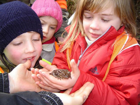 Wir entdecken die Natur: eine Erdkröte