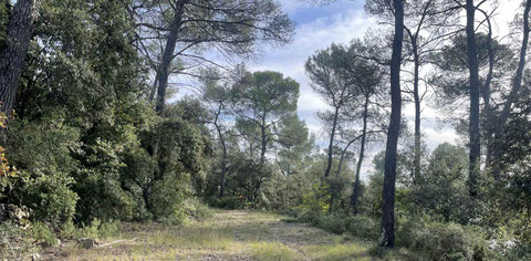 boisement à Barjols