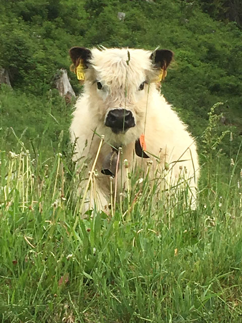 Galloway Kuhkalb ARNICA, 25. Mai 2018
