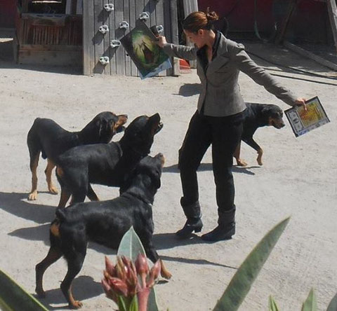 Practicando magia con Merlin, entrenando a los perros de mi hermano