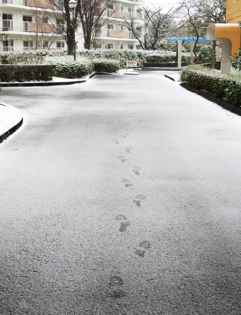 今年も初雪が積雪になった。最初は余裕でシャベルで道を確保したり、融雪剤を蒔いて対応していたが、雪の勢いの方が強く、途中であきらめた。多摩市豊ヶ丘2-1　2023.2.10　