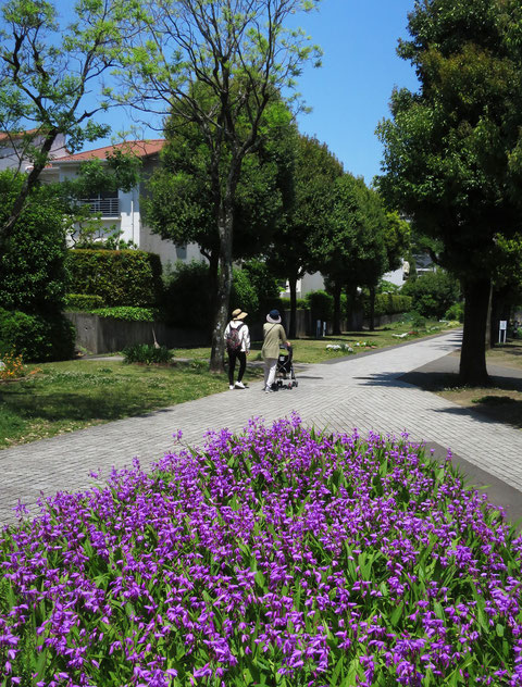 春の多摩市は花に満ちている。行政ではなく、市民が各花壇や緑地を担当し花を植えていることが多いようだ。この花壇ではシラン(紫蘭)が咲き乱れていた。まぁ、よくこんなに植えたなぁ。2023.5.4　【多摩市落合5-3・宝野公園】