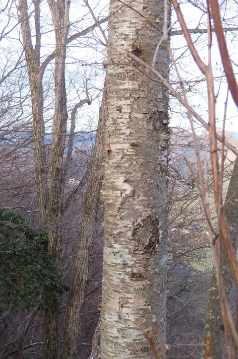 ②ウダイカンバ　　　この樹に出会うとついうれしくなってしまいます。　記念に葉っぱを持って帰ります