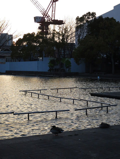 暮れの多摩中央公園。池の向こうは建設中の「多摩市中央図書館」のクレーン。2023年7月完成予定。多摩センターに今まで本格的な図書館が無かったので、すごく楽しみだ。多摩市落合2-35・多摩中央公園　2022.3.25　