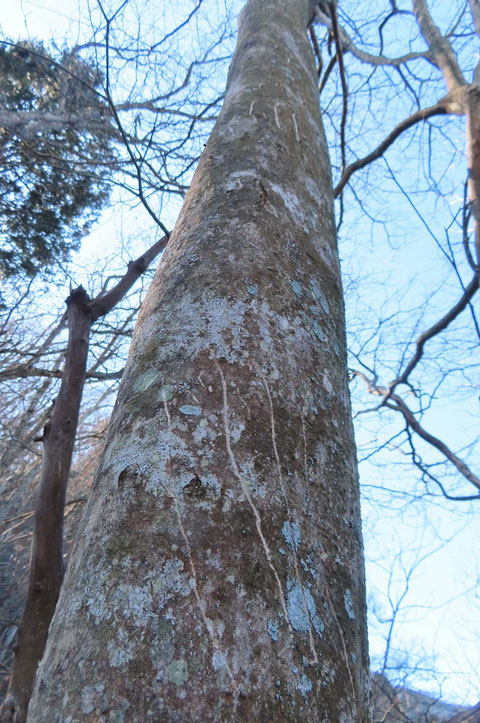 ③クマの爪痕　　　　上部から点々と爪痕がついていました。アオハダは樹皮が平滑で薄いので滑りやすいのでしょう。それにしてもよっぽどお腹がすいていたようです。