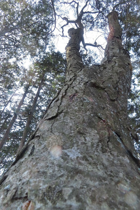 ⑥オノオレカンバ　　樹皮が瓦状にヒビ割れて剥れそうです　カバノキ属とはとても思えません