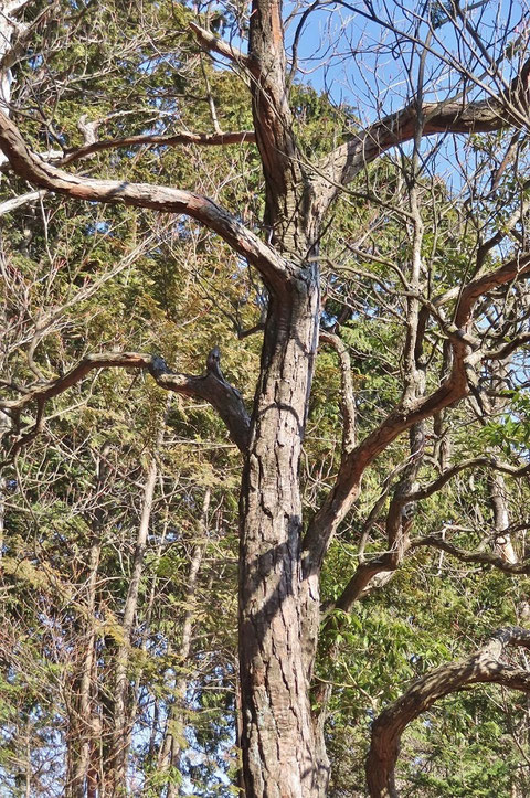 ⑤シロヤシオ　　ツツジの仲間ですが、樹皮はマツそっくり　指で押すと弾力があります