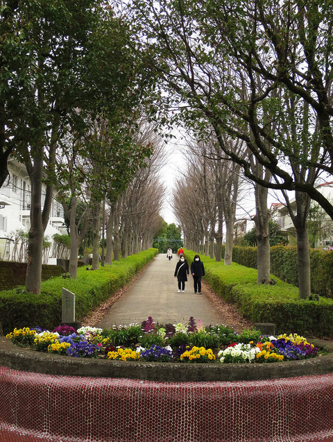 春も秋も好きな遊歩道「そよかぜのみち」。葉の無い時期も、もそれなりの雰囲気がある。道の中にある花壇に寒さに強いパンジーが植えられていた。多摩市落合5-8 2022.3.20