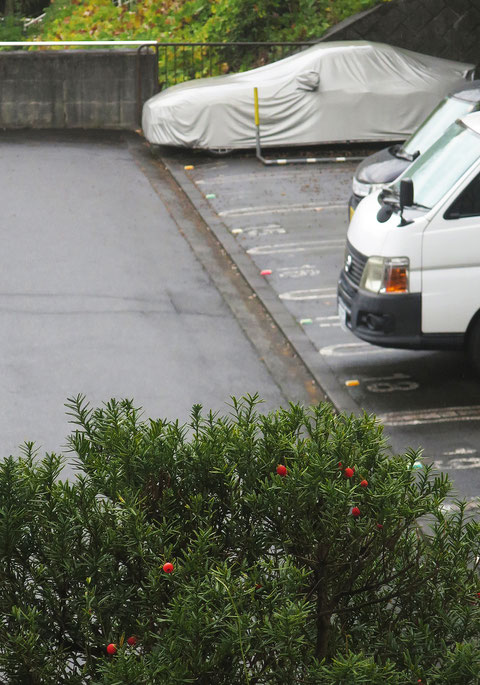 我が家の駐車場前に植わっている「オンコの木(イチイ)」。果肉は甘く美味しいのだが、種に毒がある。分かっていたつもりだったのだが、昔うっかり実ごと焼酎漬けして種から抽出した毒酒を飲み苦しんだ記憶がある。何事も注意する事を忘れないように…。多摩市豊ヶ丘1-58     2022.11.26