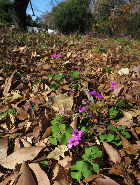 落ち葉の中から南アメリカ原産の帰化植物「イモカタバミ」が顔を出して咲いていた。いくら陽当たりが良い場所とはいえ12月。元気が良過ぎる。案外落ち葉の中は思ったより暖かいのかな。2023.12.7　【多摩市豊ヶ丘3-1】