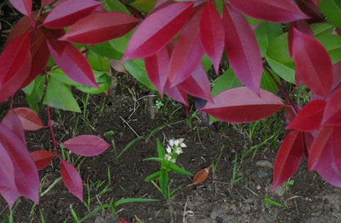 レッドロビンの生垣の下に溜まった落ち葉を掻きだしていたら、ギンランが咲いているのに気が付いた。良かったぁ、傷つけなくて。2023.4.28.【多摩市豊ヶ丘2-1】