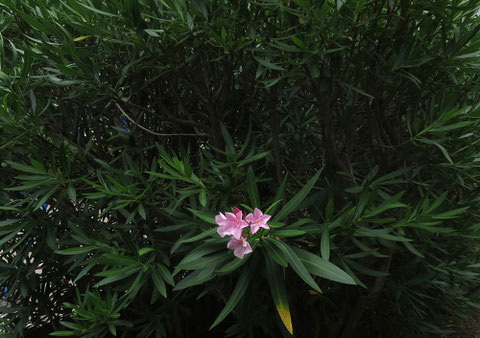 ●生垣のキョウチクトウが咲きだした。ただ咲いているのは、この一枝だけ。他の生垣も花が少ない。キョウチクトウといえば夏に咲き乱れ、暑苦しいイメージがある。連日猛暑日が続くが、まだ7月。花期はこれからなのかも知れない。2023.7.21 【多摩市豊ヶ丘2-1】