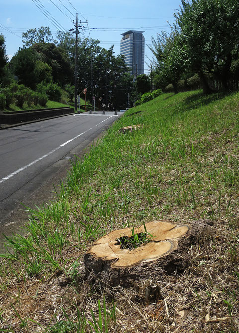 多摩ニュータウンが建設されて50年。同時に植えられた街路樹や法面の樹木は大きくなり、太い落枝の心配が出てきた。そのため最近太い木が伐採されている。ここの法面にはハリエンジュが植わっていた。けっこう好きな木だったのだが…。多摩市豊ヶ丘2-5　2022.7.22