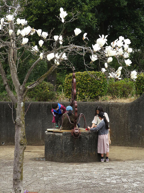 宝野公園の恐竜のモニュメントの周りで子供たちが遊んでいた。近くで咲いているのはハクモクレン。この木がここにあるのは今まで気が付かなかった。多摩市落合5-3・宝野公園  2022.3.20